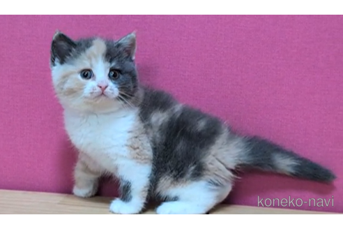 成約済の東京都のスコティッシュフォールド-101393の5枚目